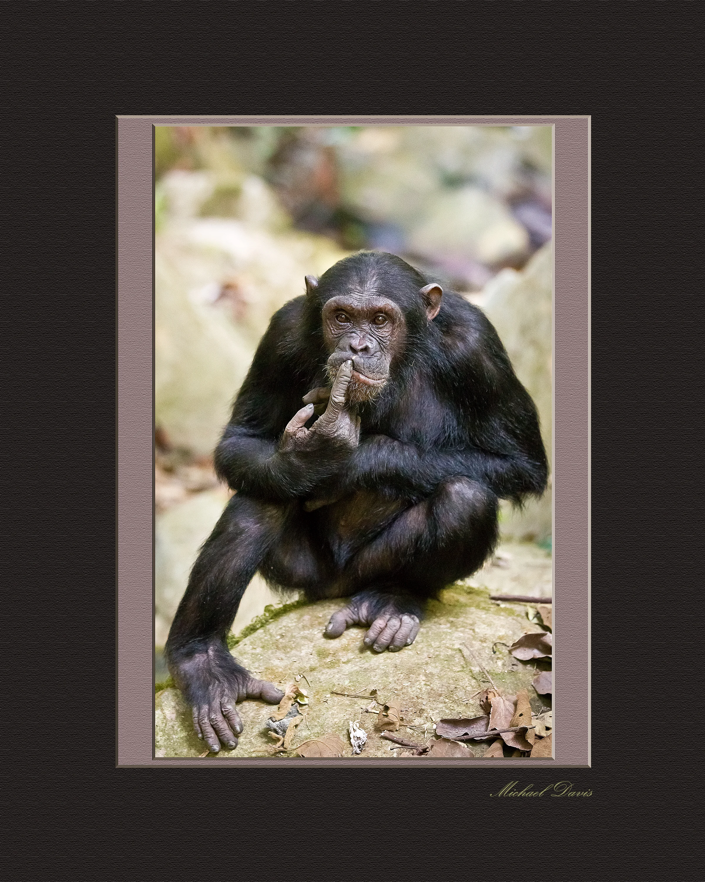 chimp_matt_sharp.jpg