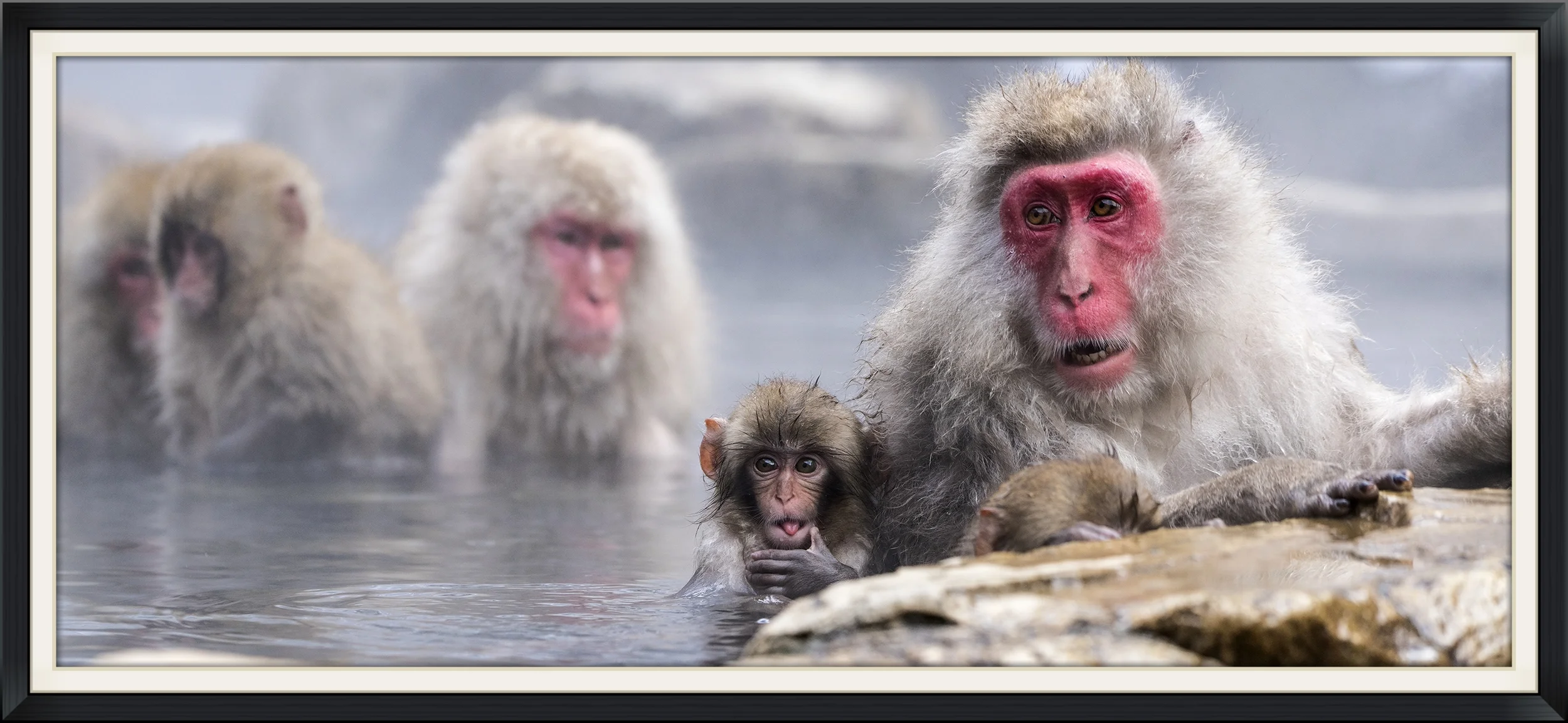 snowmonkeys1mod3.jpg