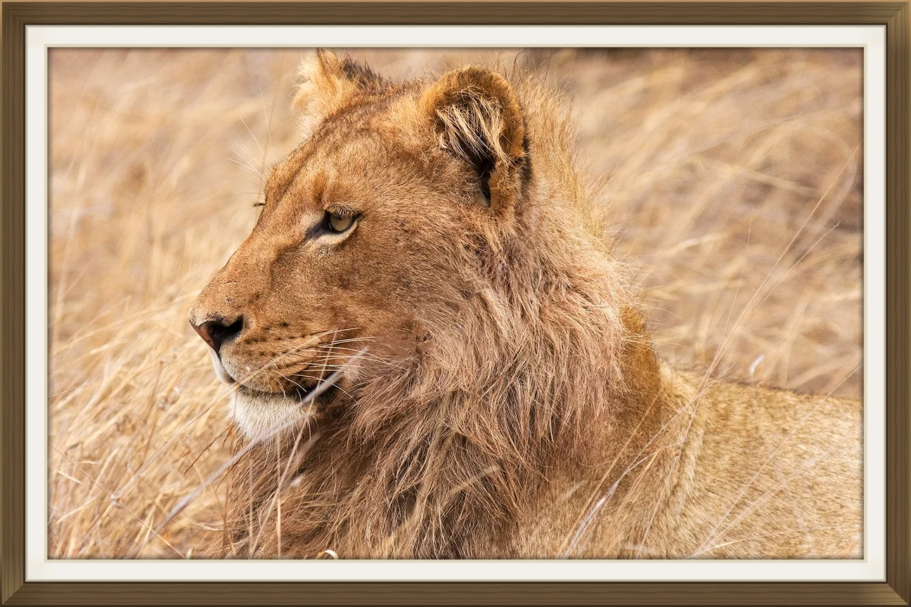 youngmalelion_8925-web.jpg