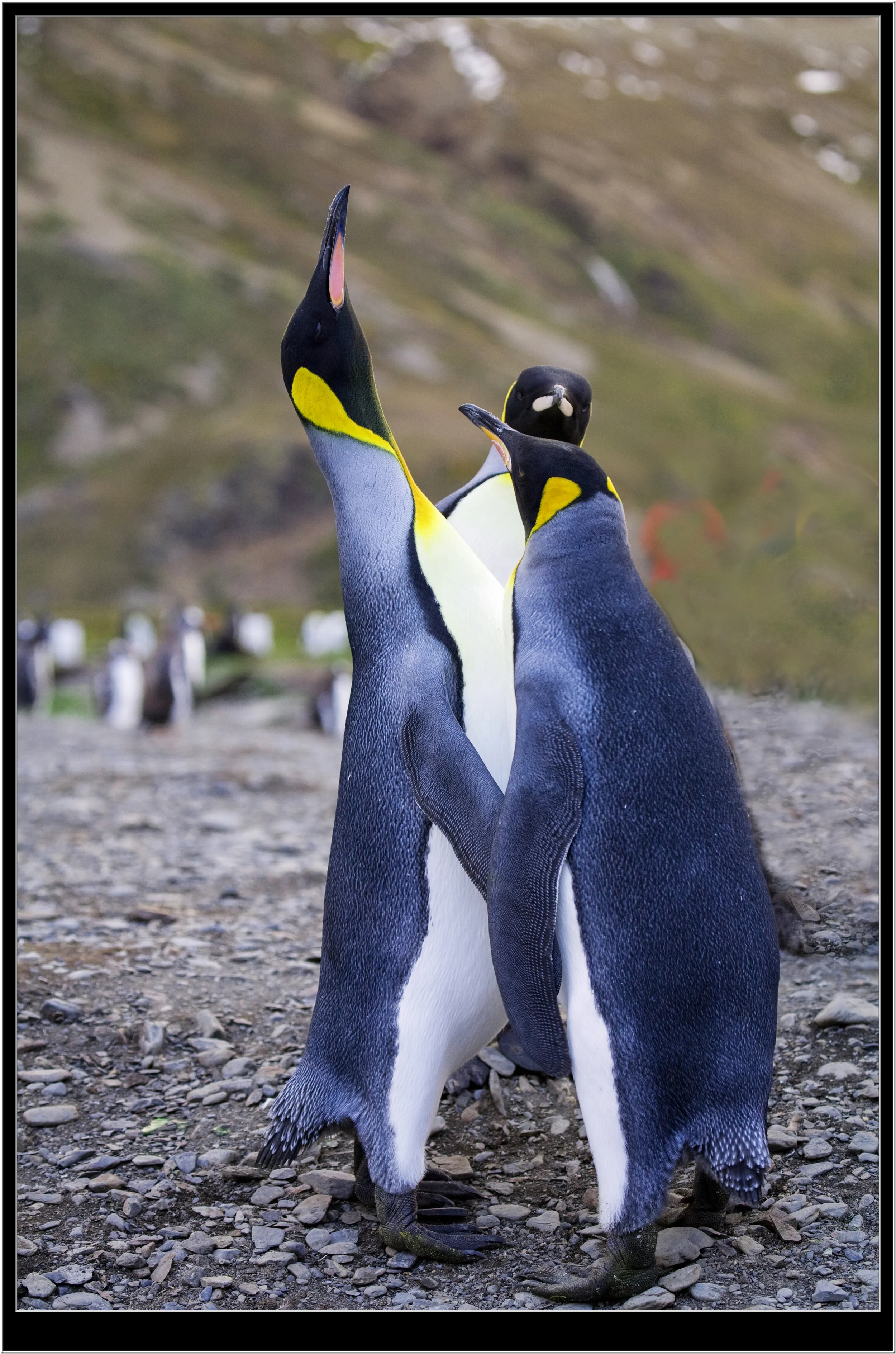 penguins_trio.jpg