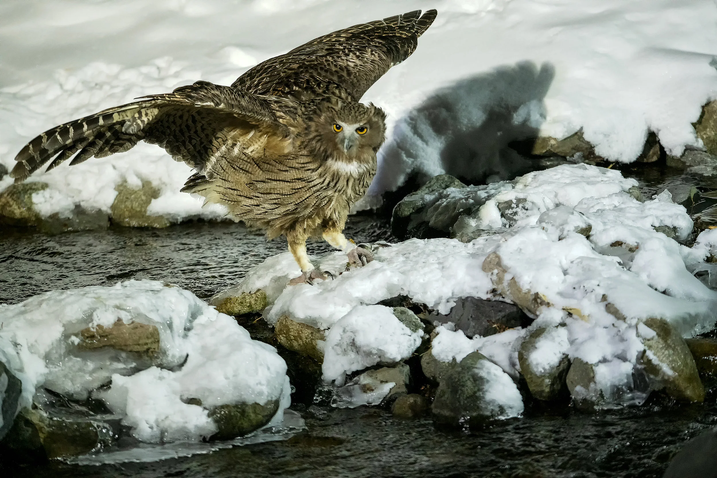 Blakiston's Fish Owl