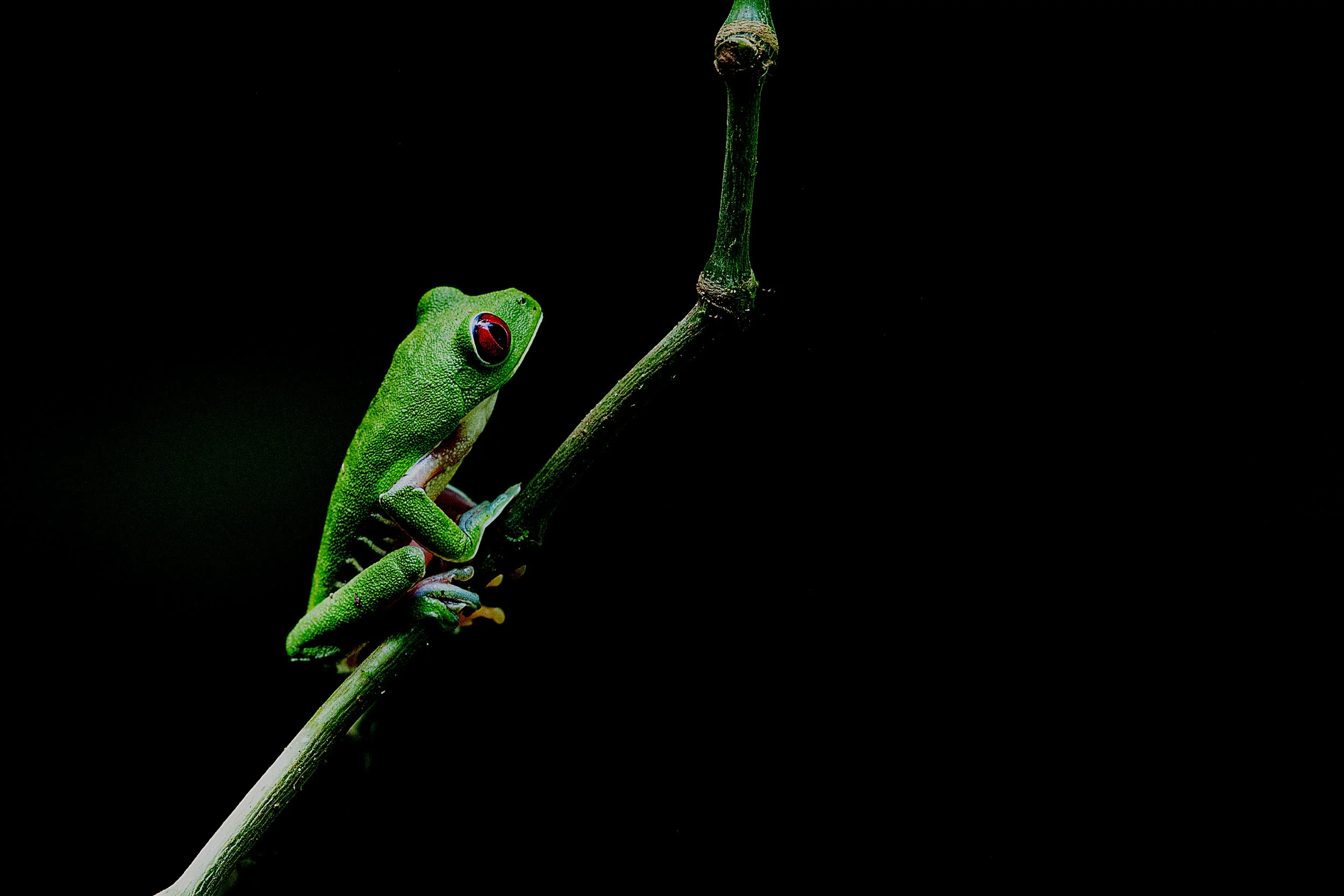 frog_4679mod.jpg