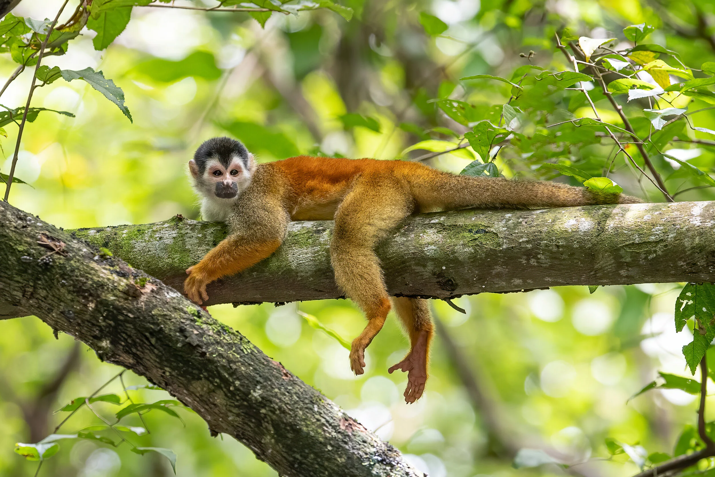 monkey_pssharp_3330.jpg