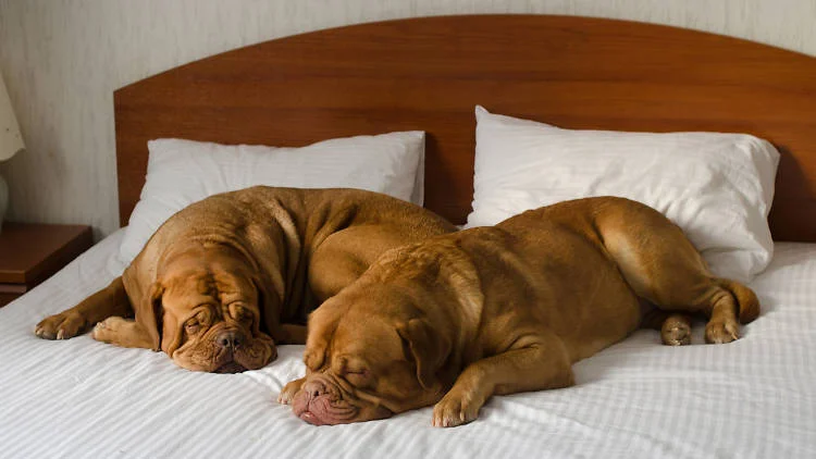 The Best Pet-Friendly Hotels in NYC