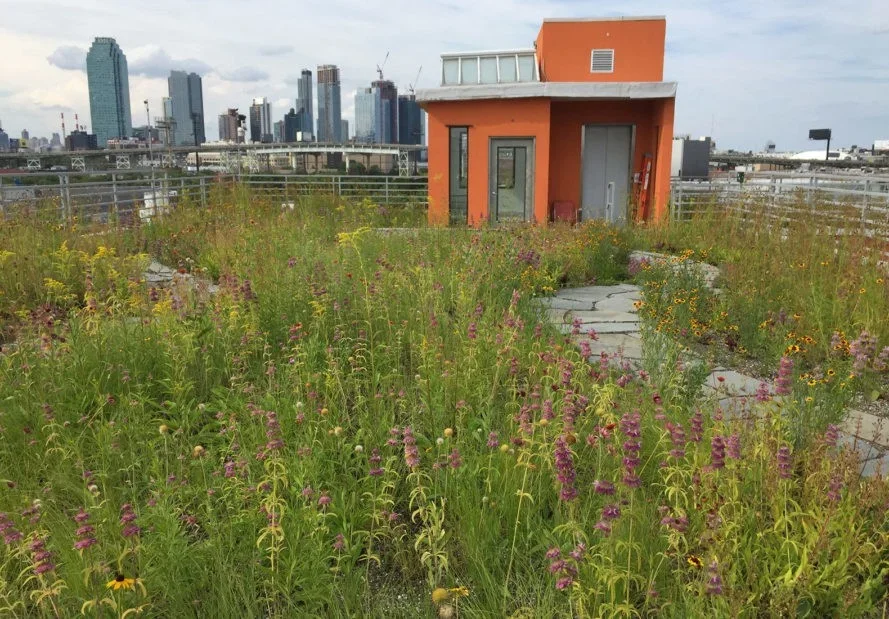A Rooftop Urban Oasis Springs to Life in a Polluted NYC Neighborhood