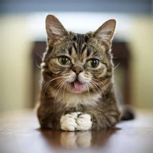 The Cat's Meow