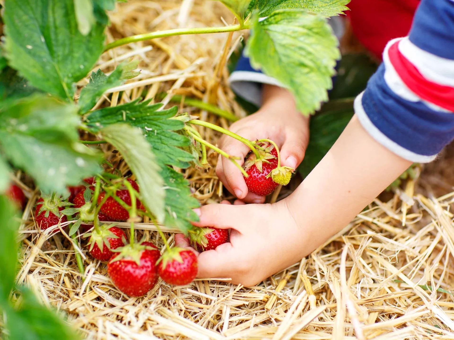 The Best Strawberry Picking in NJ