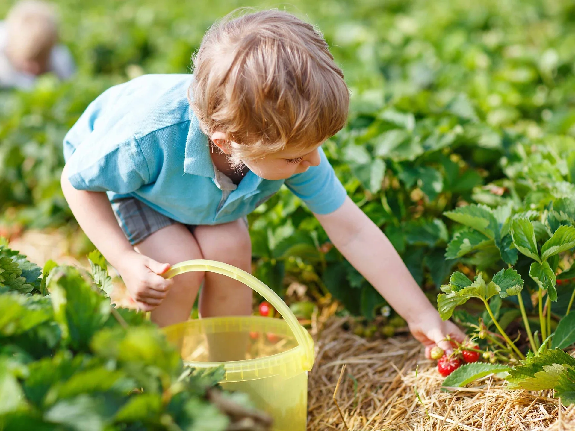 The Best Strawberry Picking in CT