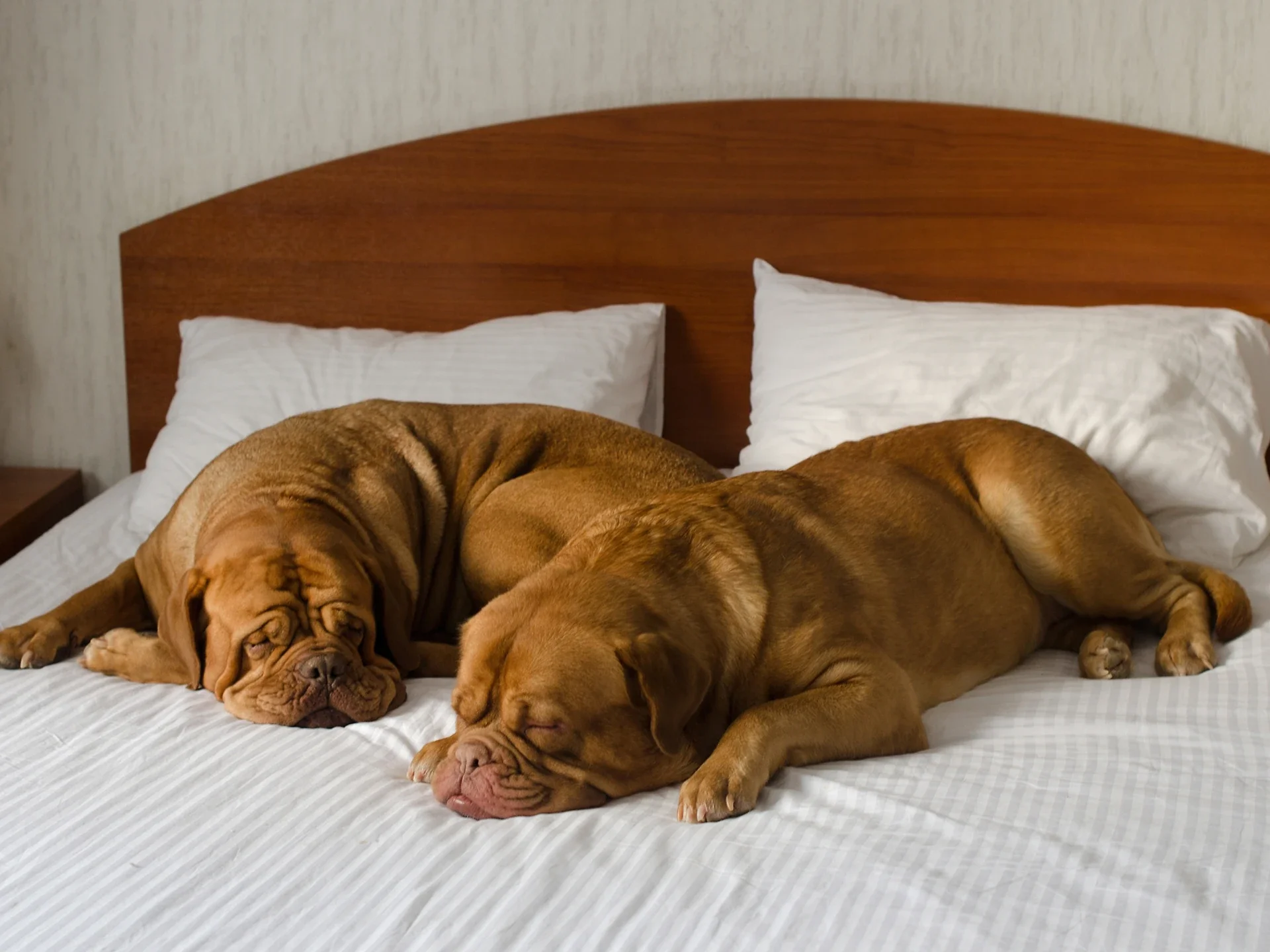 The Best Pet-Friendly Hotels in NYC