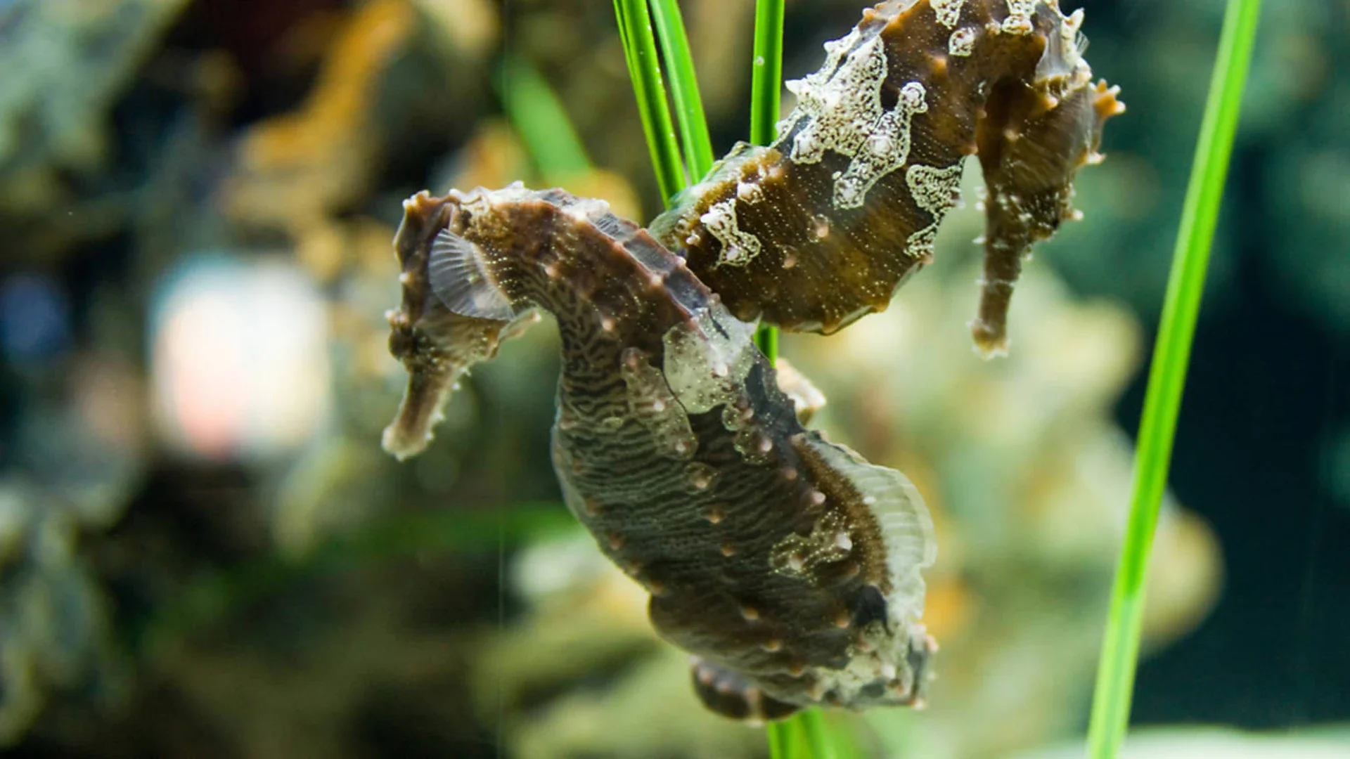 Did You Know There's a Tricycle Aquarium by the Hudson?