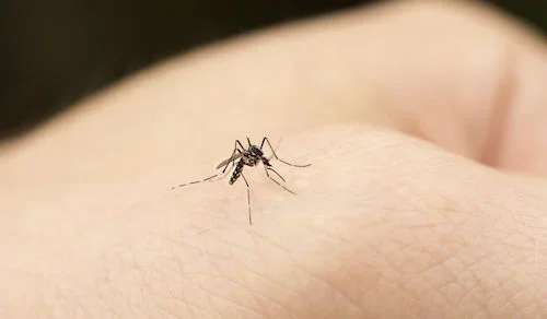 6 Foods That Help You Avoid Mosquito Bites
