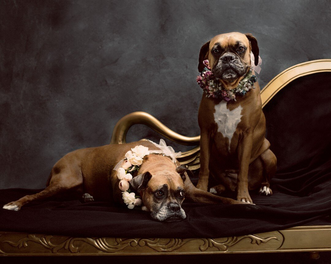 When the world around me is going crazy, and I'm losing faith in humanity.  I just have to take one look at my dogs to know that good still exists.⠀⠀⠀⠀⠀⠀⠀⠀⠀
⠀⠀⠀⠀⠀⠀⠀⠀⠀
#kaycharlestonphotography #existinphotos #printyourphotos #jaxcreatives  #boxerdog 