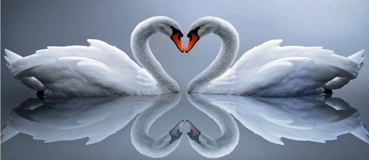 hero-main-two-swans-narrow.jpg