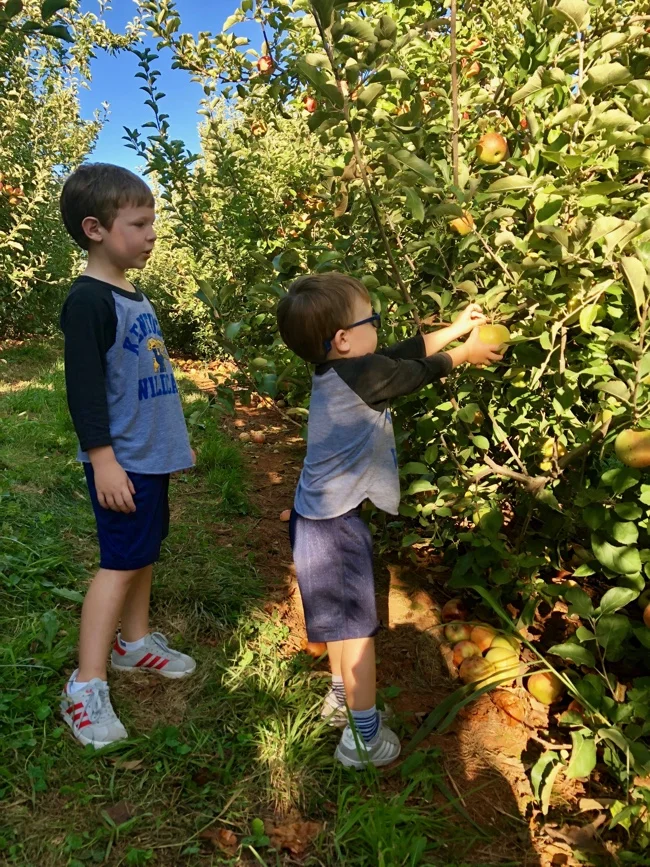Picking Apples Min.jpg