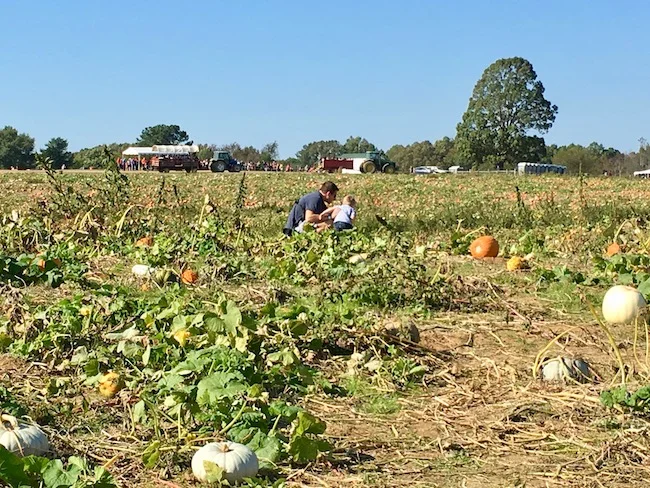 Pumpkin patch picking