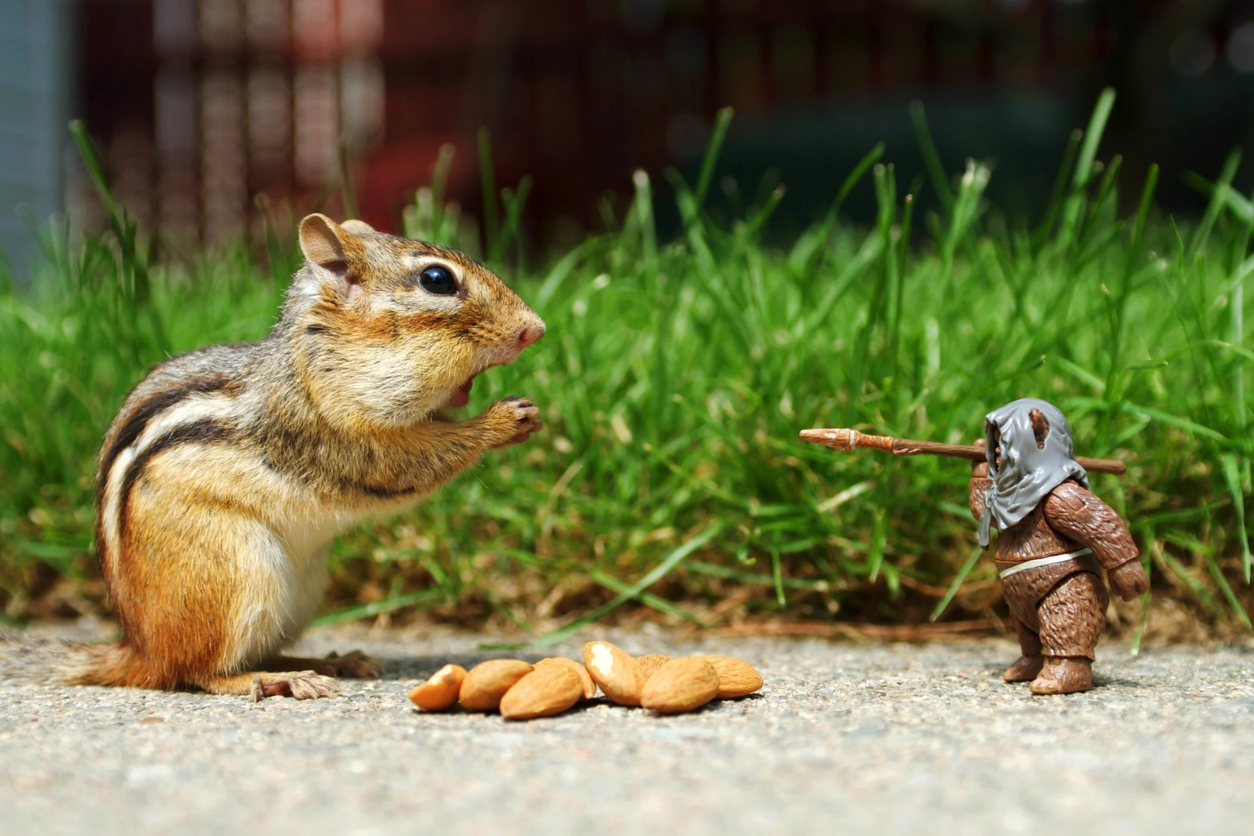 Pic from http://rebrn.com/re/psbattle-a-ground-squirrel-some-nuts-and-an-ewok-x-13423/