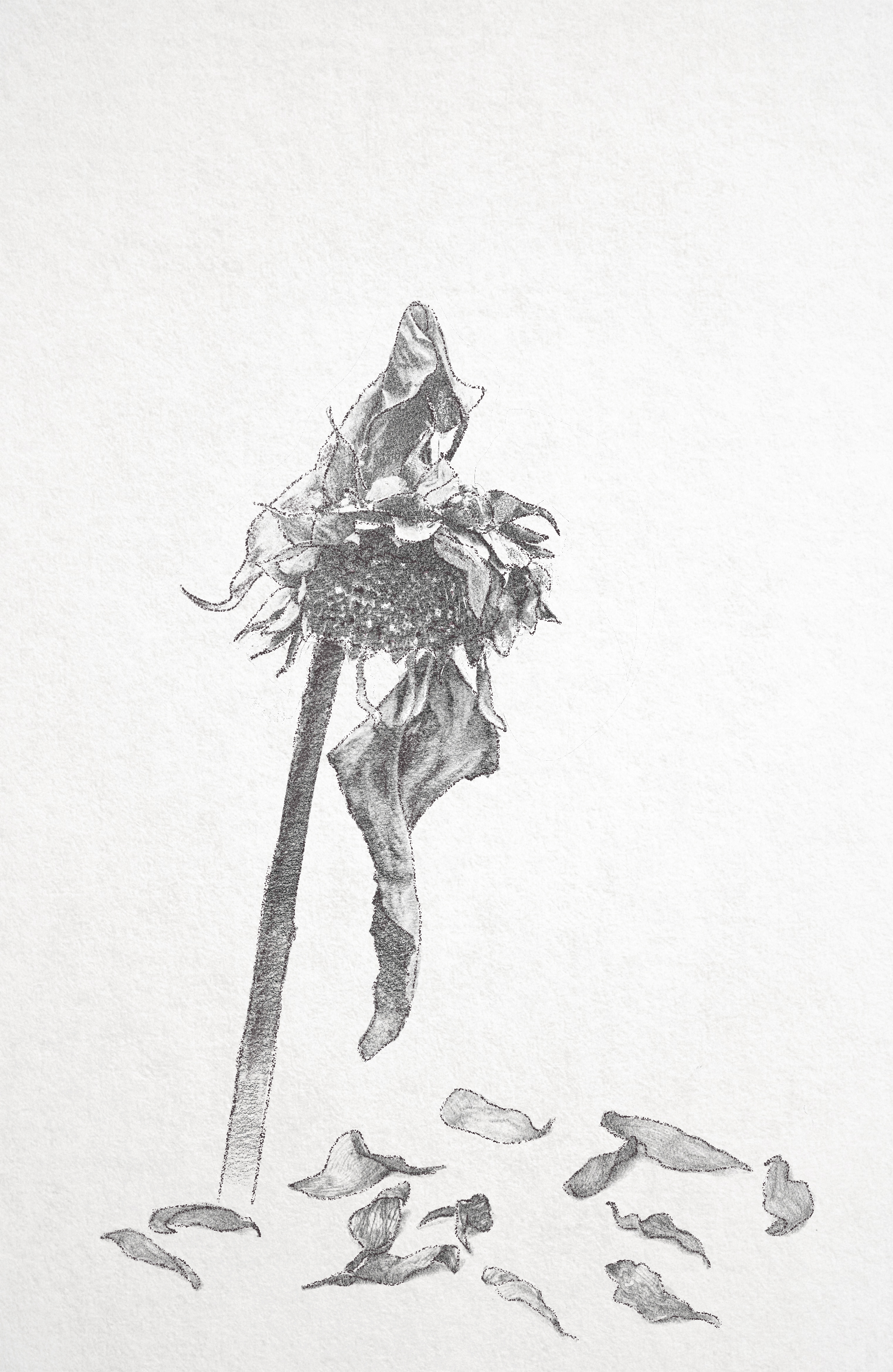 this image is from my book love letters in the wall. drawn by marta mesa castella 