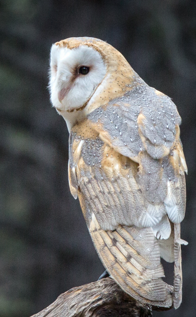 Photo: John Williams