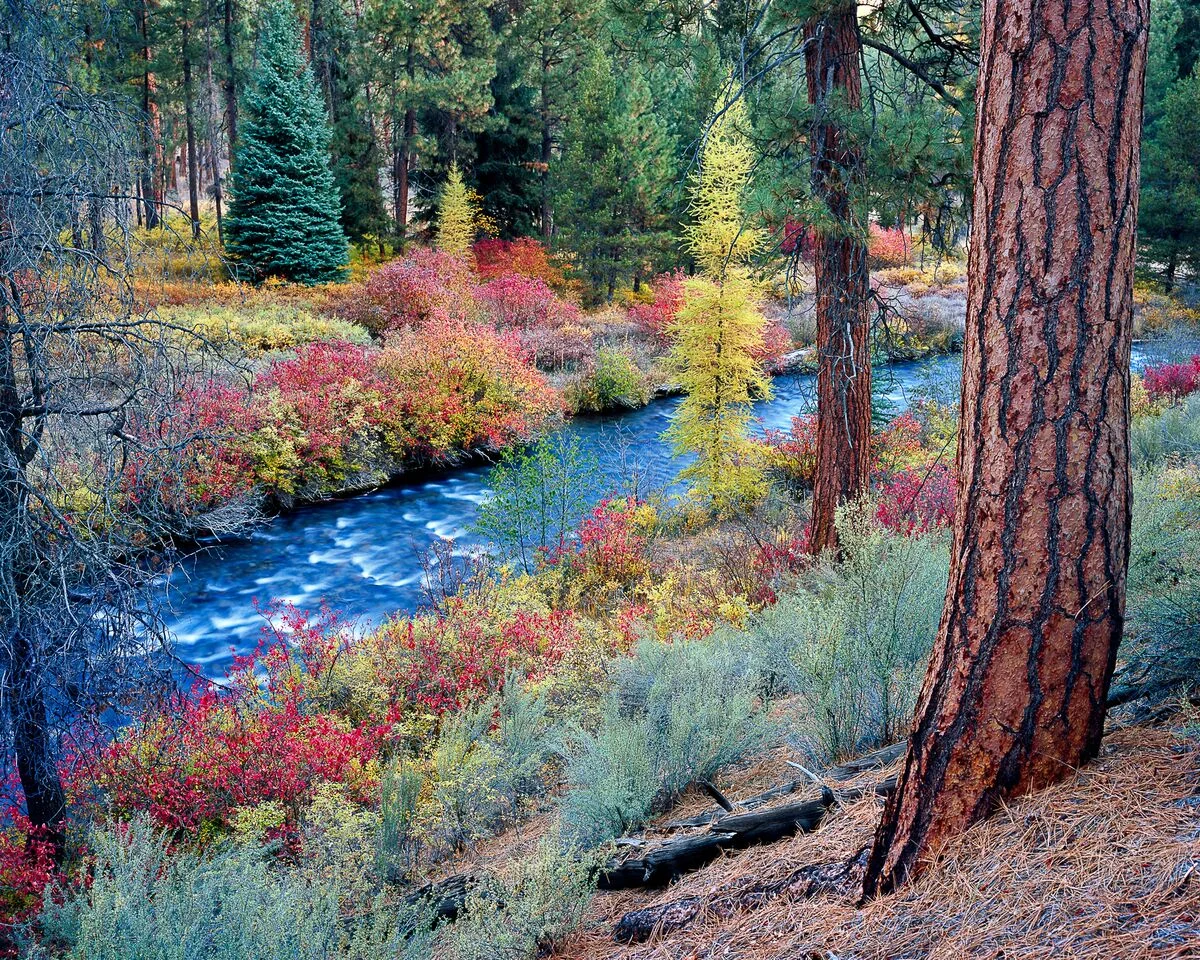 Shevlin Park in fall. Photo: Mike Putnam
