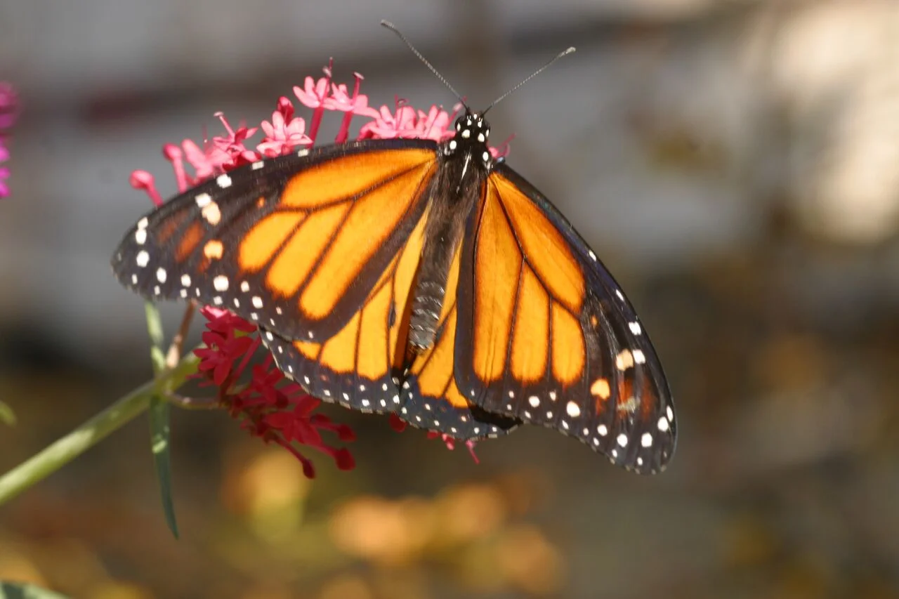 monarchs are one of the hundreds of species i'm still learning about ... and happily so. Photo: Sue anderson