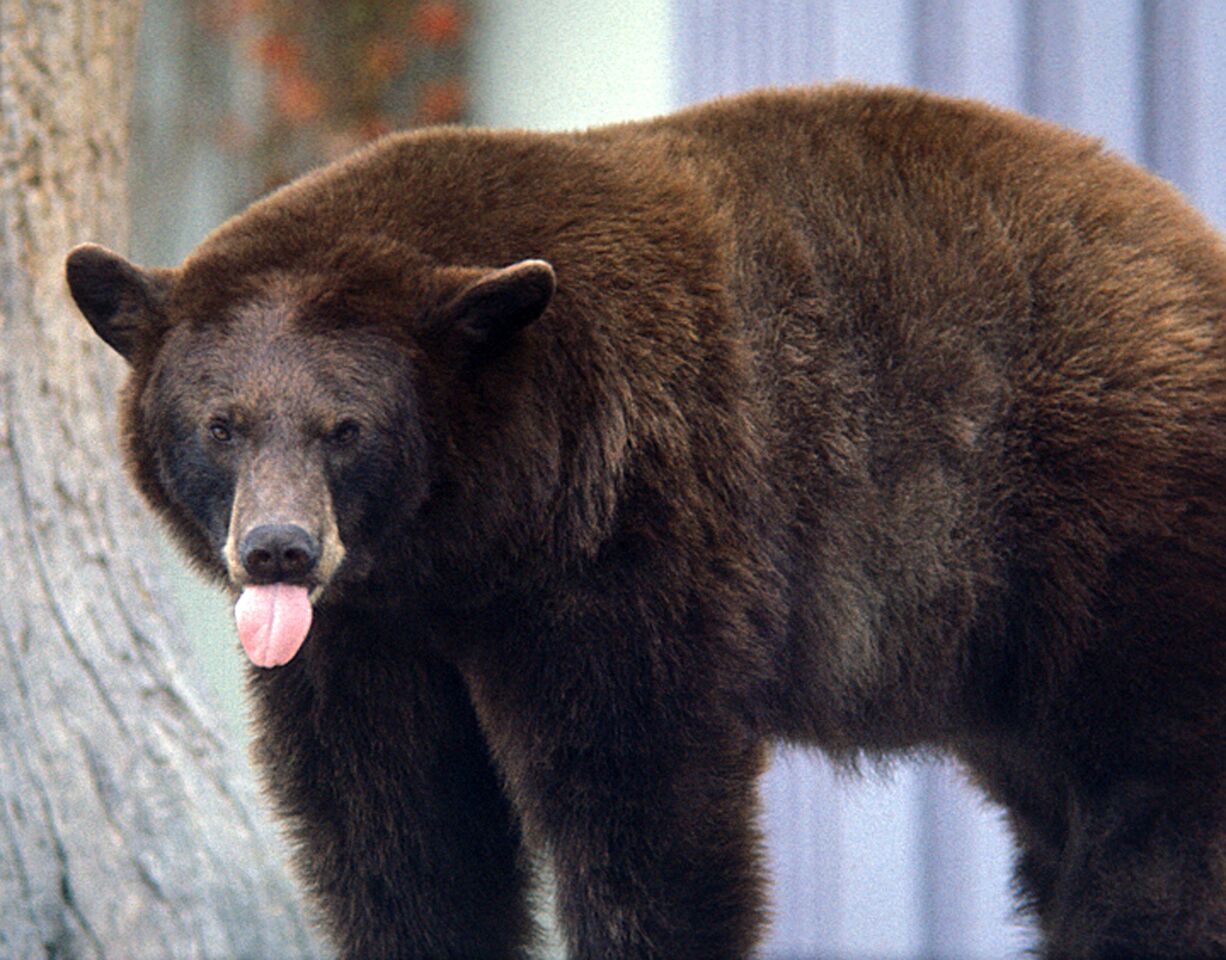 Black Bear. Photo: Jim Anderson