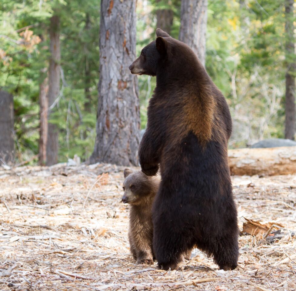 Black bears. Photo: Alison Hardenburgh