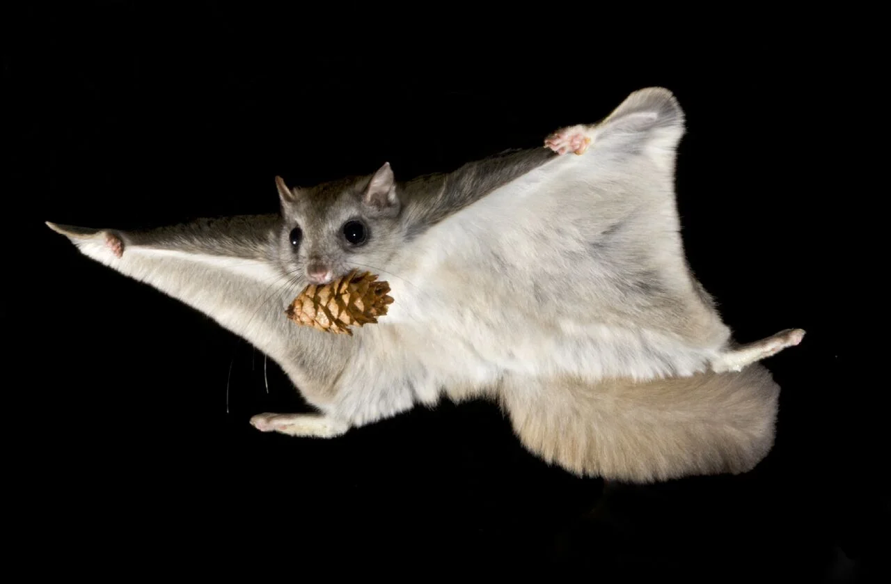 Northern flying squirrel. Photo: Alex Badyaev