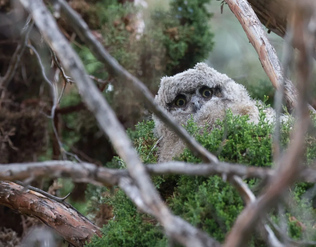 Great Horned Owlet. Photo: Sue Dougherty