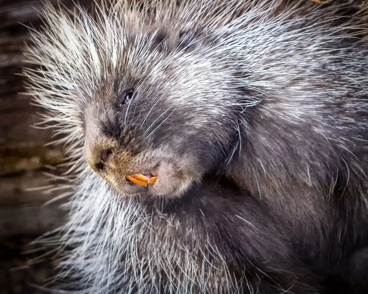 porcupine. photo: jon nelson