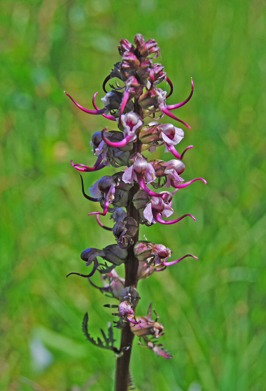 elephant's head lousewort. photo: M.A. Willson