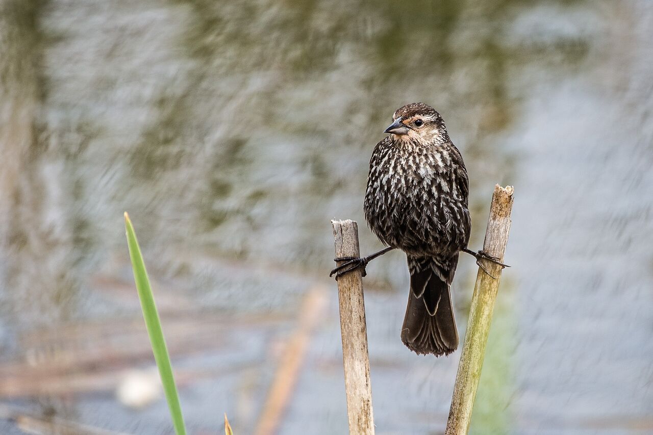 female red-winged blackbird. Photo: ALice doggett