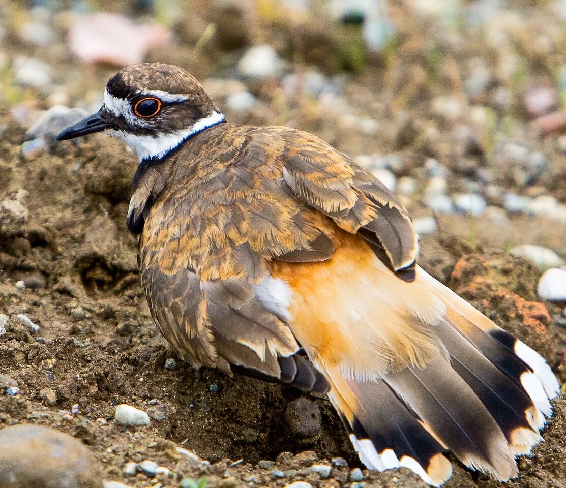 Killdeer are talkative ... and beautiful. Photo: John Williams