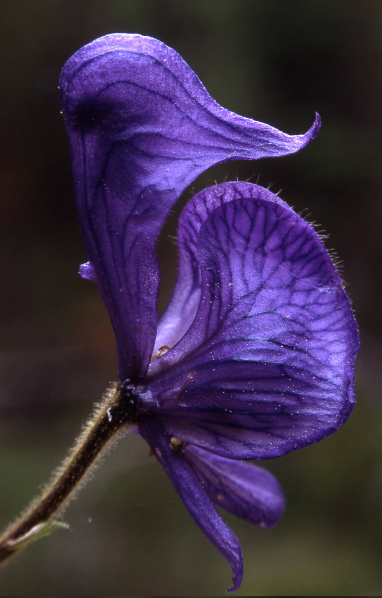 Gorgeous pic of monkshood by J. Schmidt of the National Park Service. https://commons.wikimedia.org/wiki/File:Aconitumcolumbianum.jpg