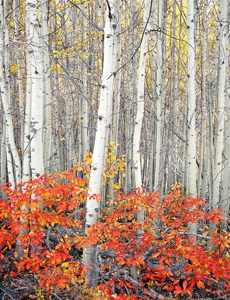 aspen photo by mike putnam