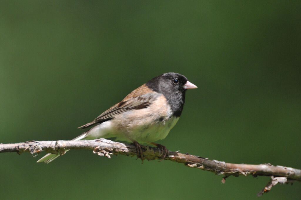 dark-eyed junco photo by kris kristovich