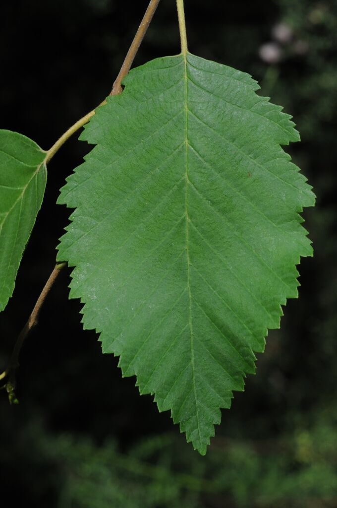 Alder leaf. Photo by Ed Jensen