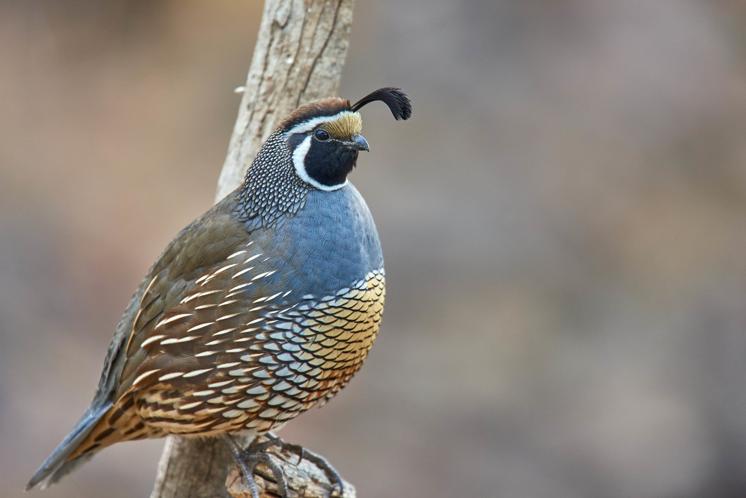 A regal male quail. Photo by Kim Elton
