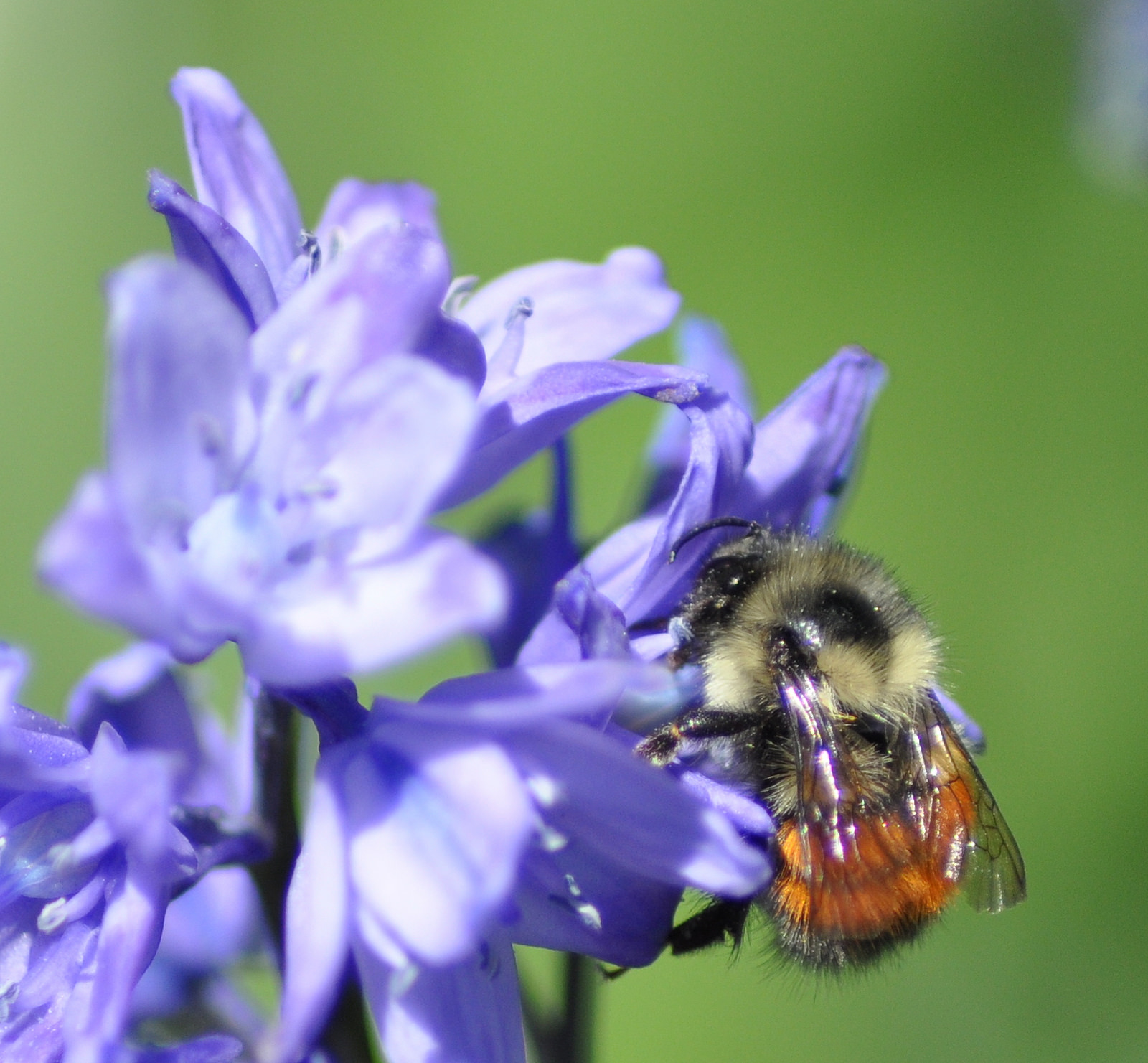 A bumblebee native to Central Oregon. Photo by Rich Hatfield
