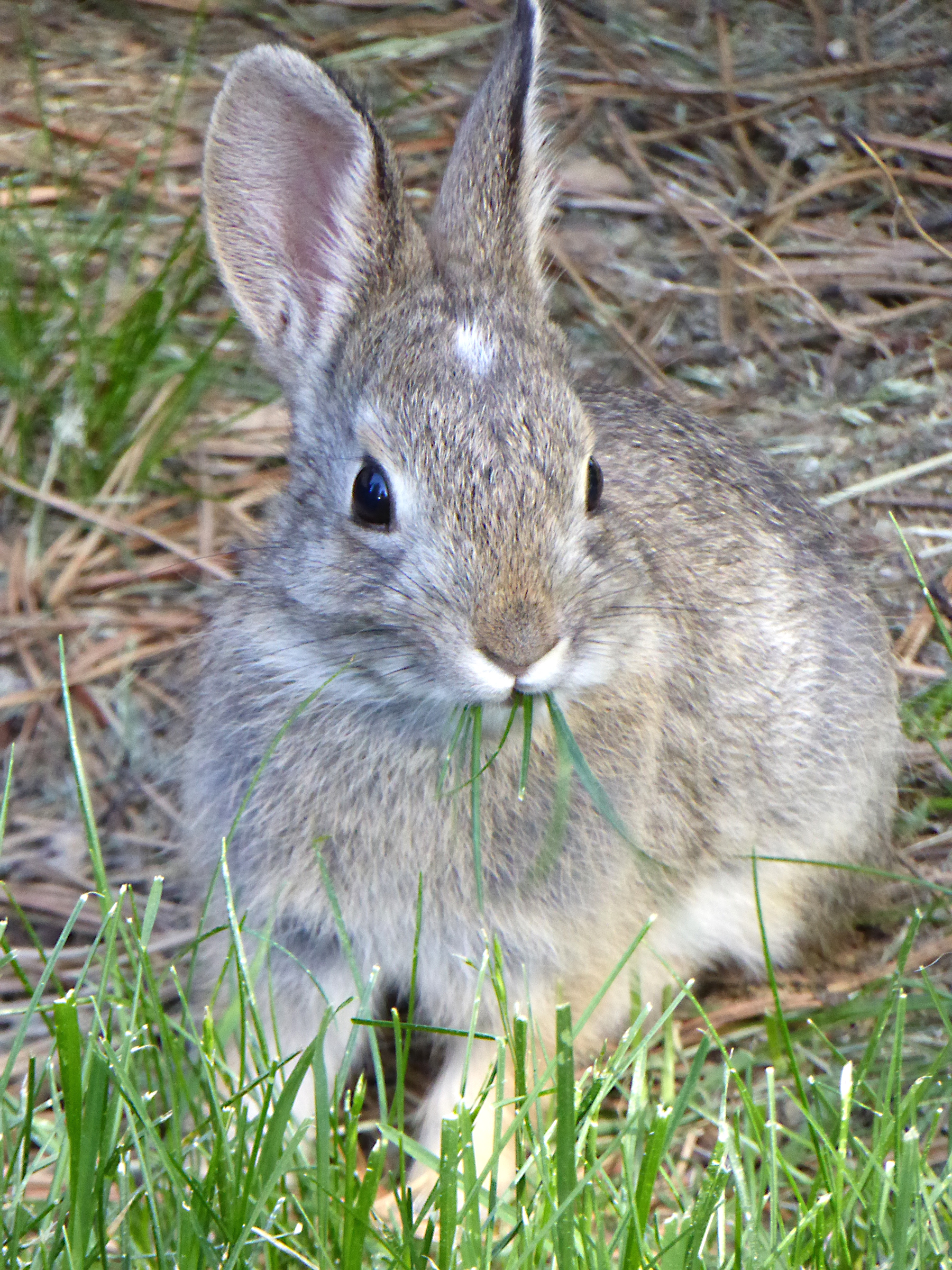 A cottontail not unlike those in Watership Down. Photo by Susan Berger