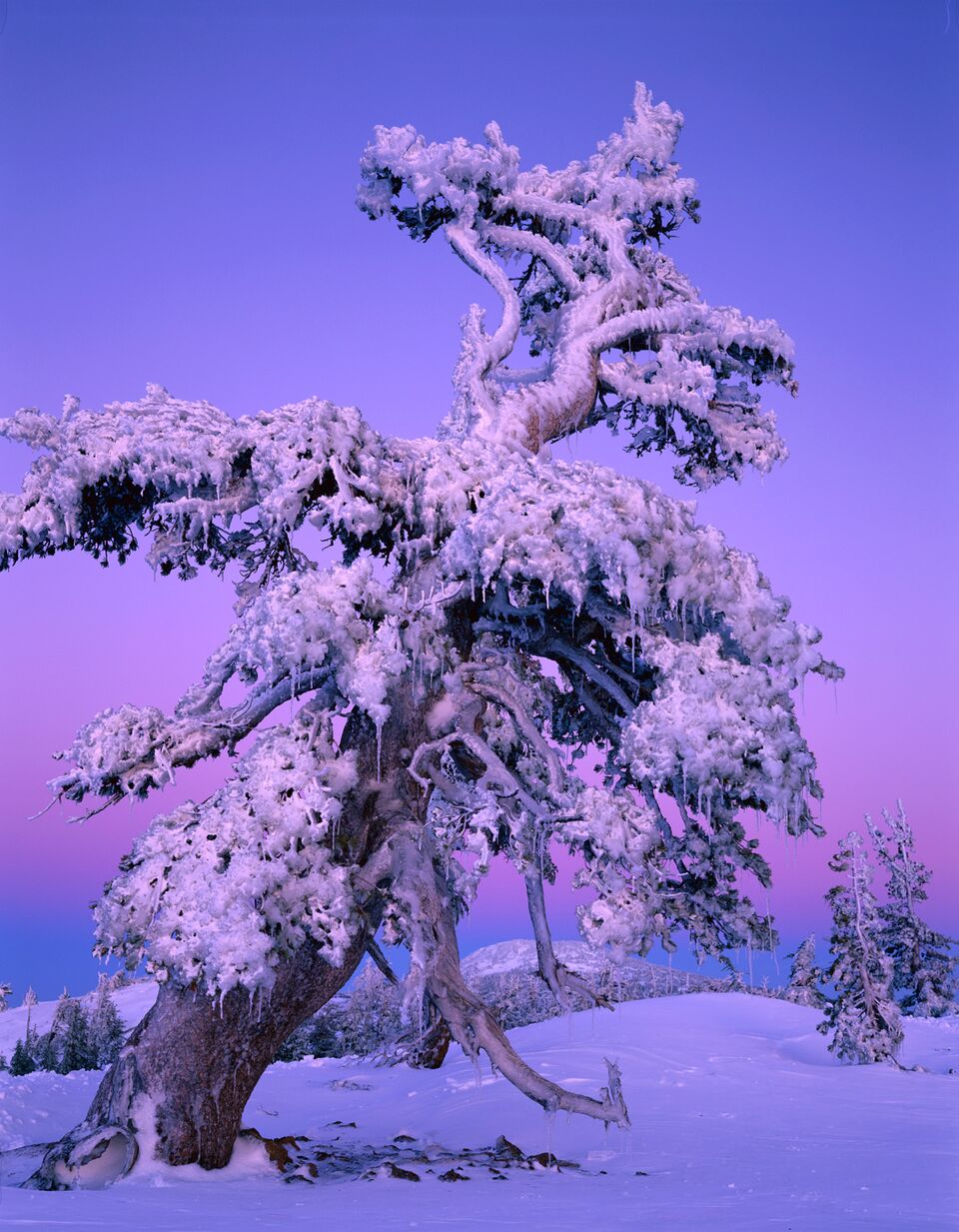 Whitebark pine in winter. Photo by @brucejackson.com.