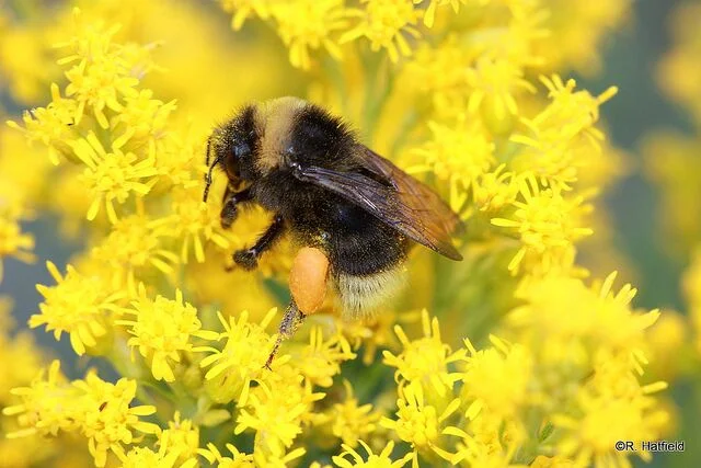 Another hungry bumblebee. Photo: Rich Hatfield