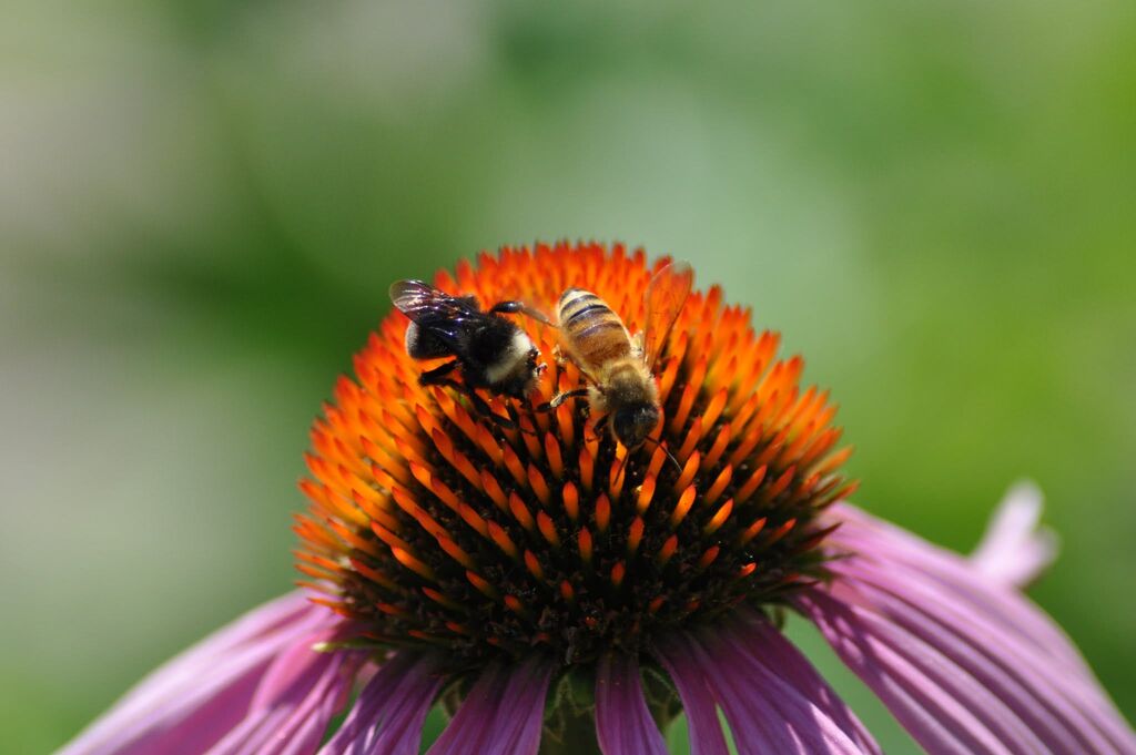 That's a bumblebee on the left and a non-native honeybee on the right. Photo: Rich Hatfield