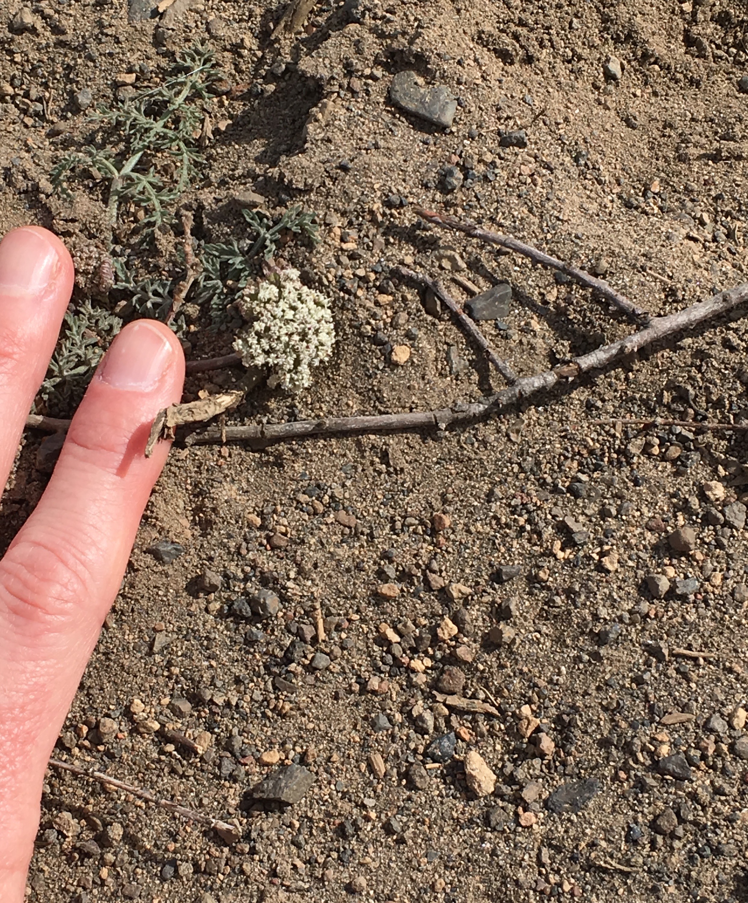 The "giant" biscuitroot. 