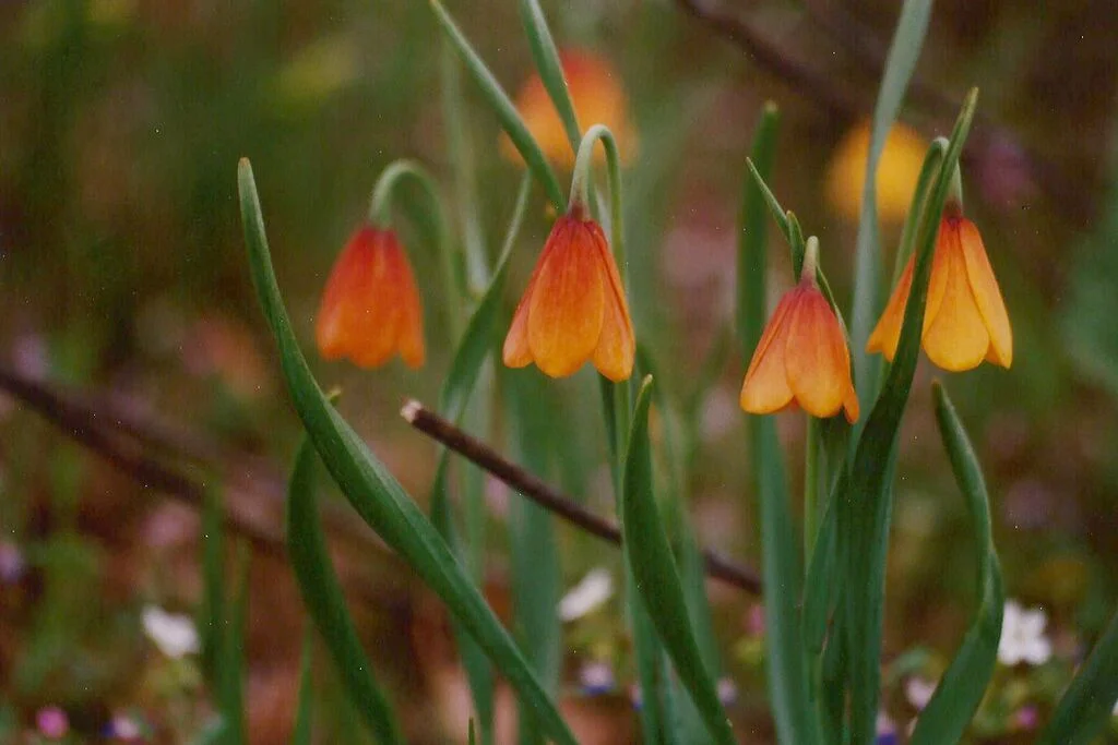 Yellow bells. Photo by M.A. Willson