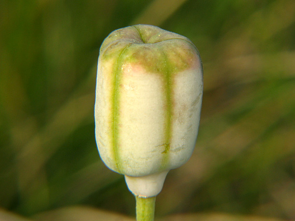 Yellow bell seed head. Photo by Ron Halvorson