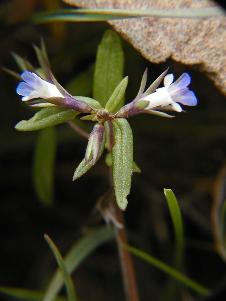 Blue-eyed Mary. Photo by Ron Halvorson