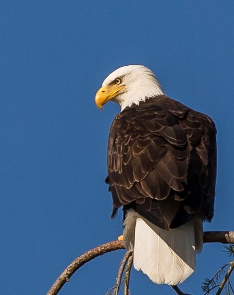 Bald eagle. Photo by John Williams