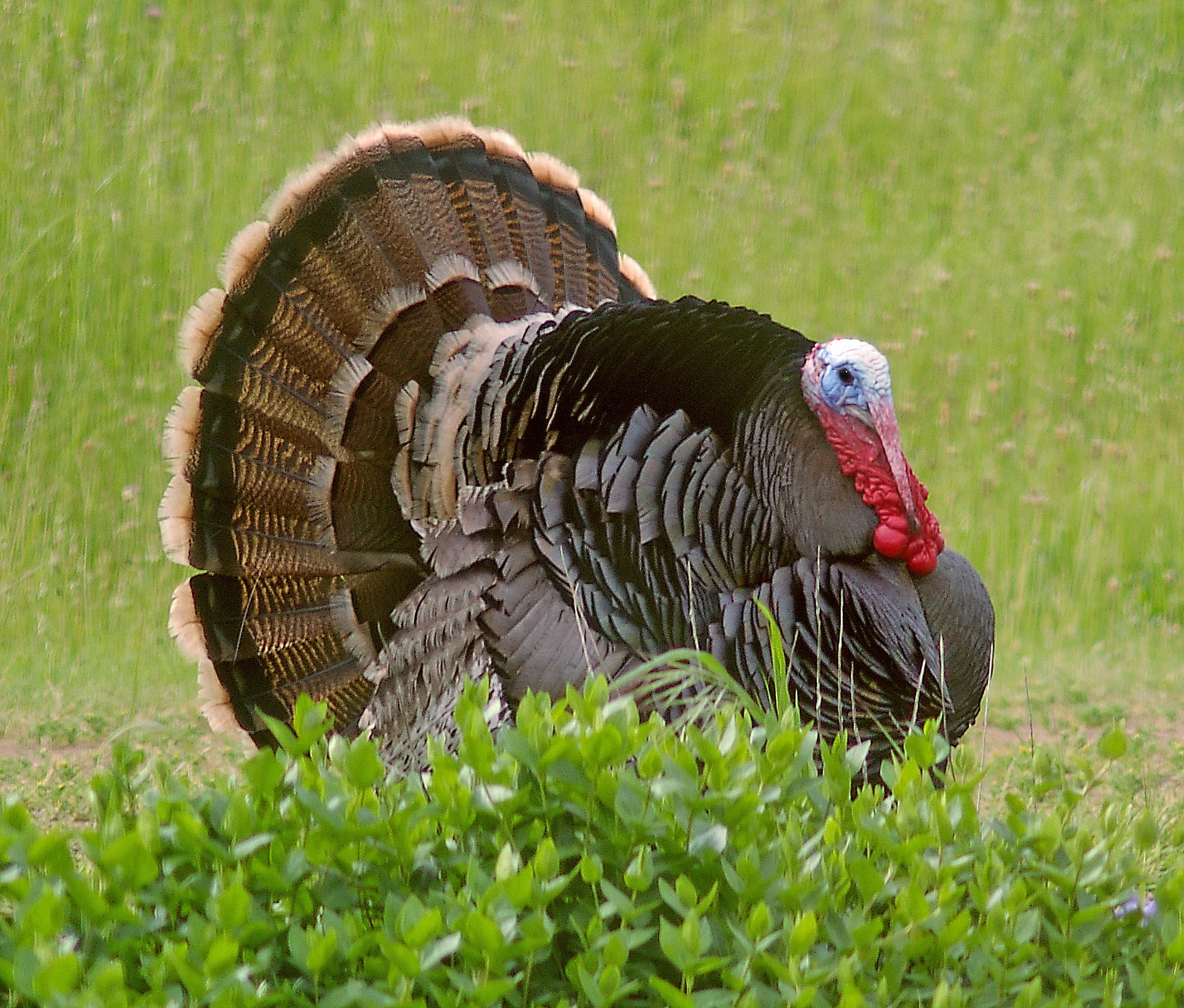 Wild turkey. Photo by Alan Schmierer