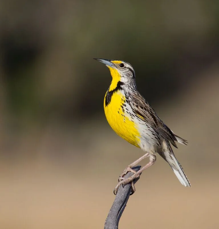 Western meadowlark. Photo by Alison Hardenburgh