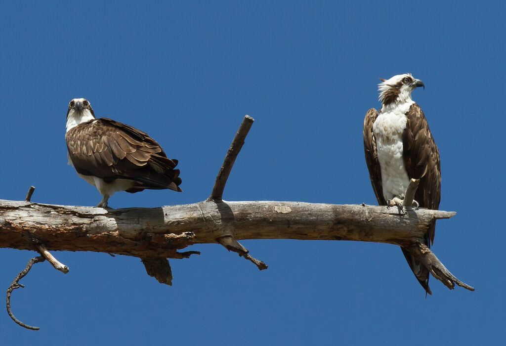 Osprey. Photo by Sue Dougherty